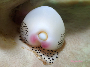 Beautiful Black Spotted Egg Cowrie, Lembeh Indonesia by Marylin Batt 